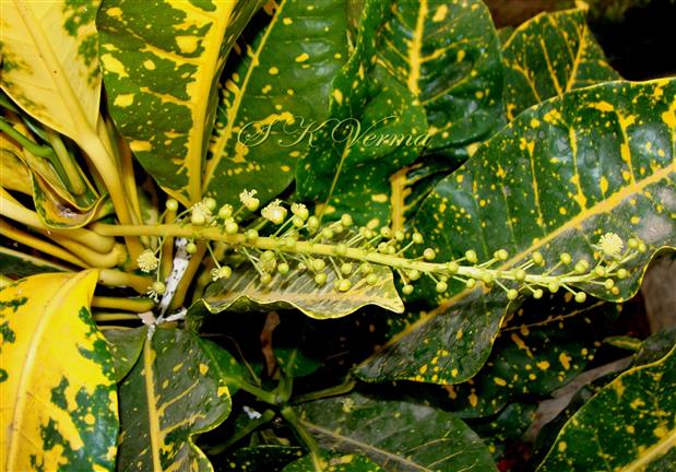   Male Inflorescence